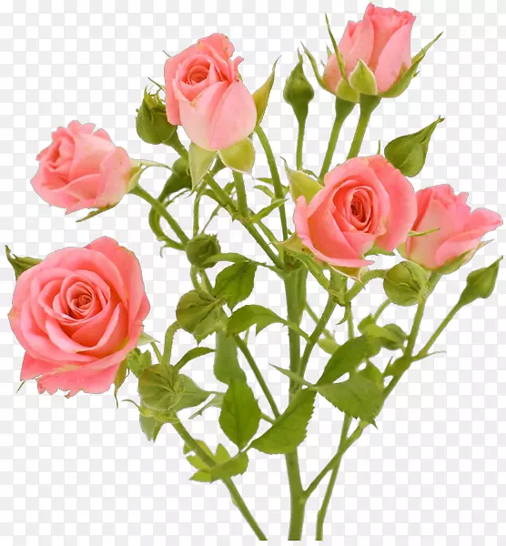 花园玫瑰粉红色花朵png图片粉红色花-le parfum