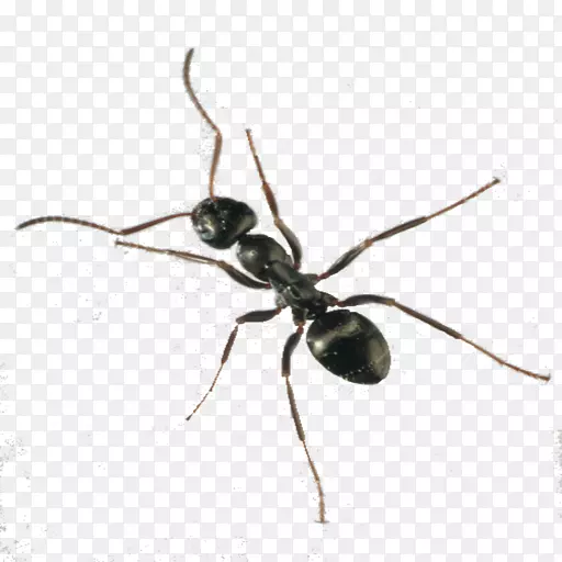 无蚁蜂蜘蛛图-阿拉巴马火蚁