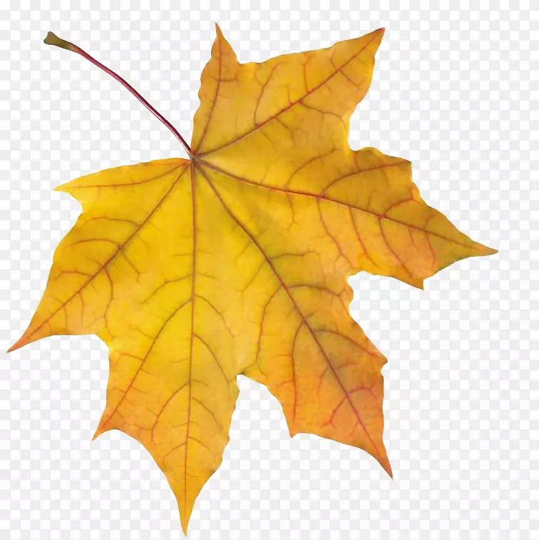 png图片剪贴画图片桌面壁纸秋天树叶颜色-秋天