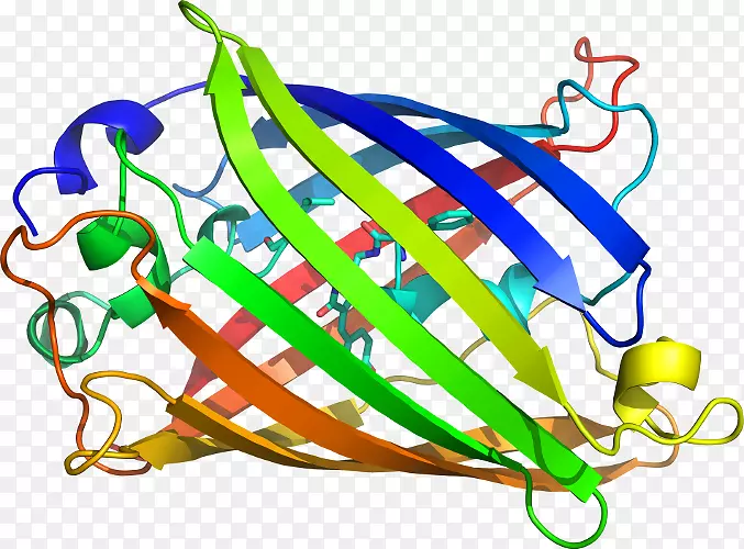 剪贴画水母产品png网络图.荧光水母蛋白