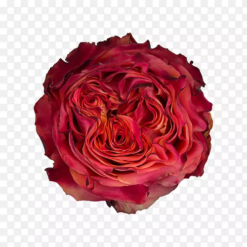 花园玫瑰，卷心菜，玫瑰，花，切花-红毛头霜