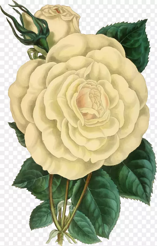 植物插画艺术玫瑰花