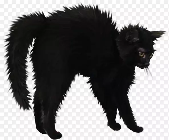 黑猫孟买猫家养短毛猫须-万圣节装饰品