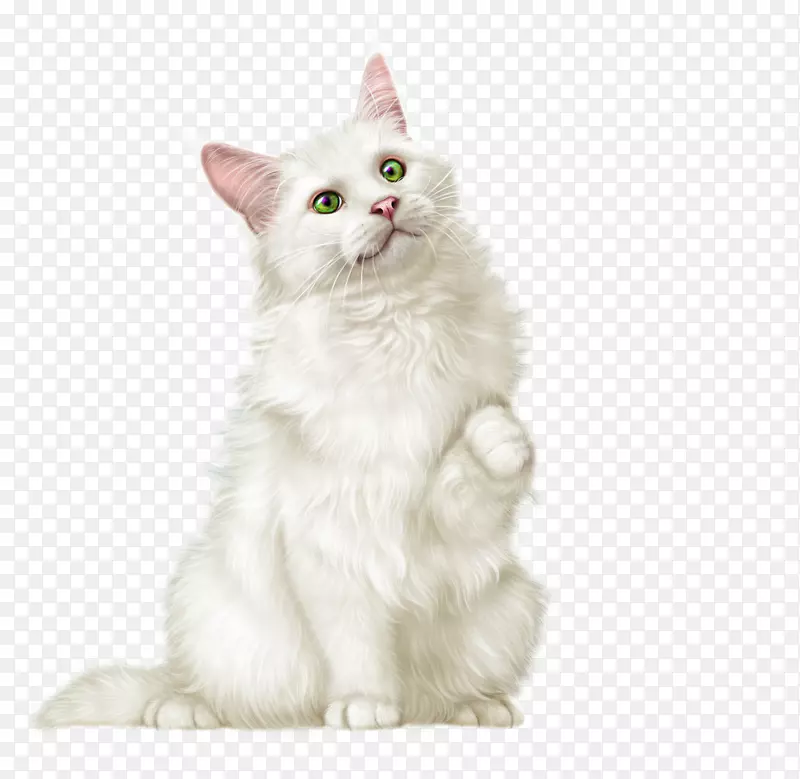 拉加穆芬猫波斯猫西伯利亚猫蒙奇金猫爪哇猫-小猫