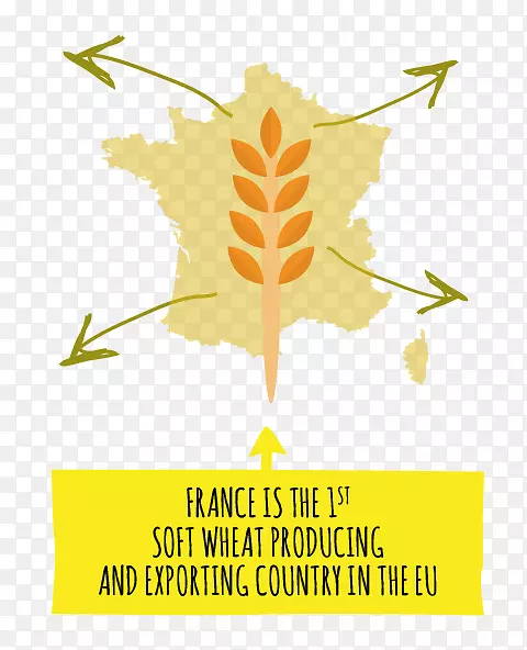 普通小麦商品法国制糕点粉
