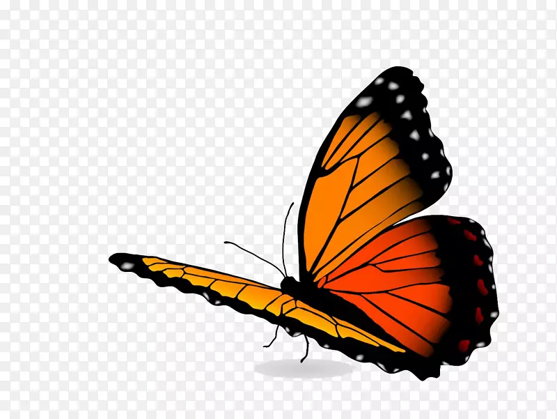 图形储存摄影插图免费图像橙色蝴蝶俄克拉荷马州
