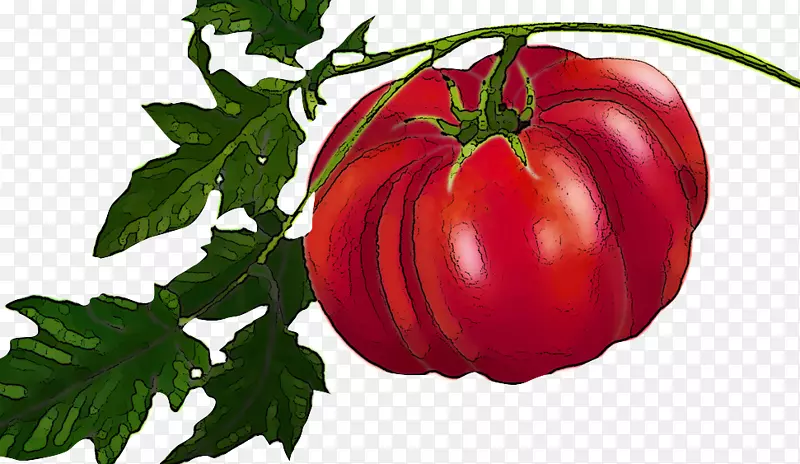 李子番茄传家宝番茄灌木丛番茄食品-传家宝番茄