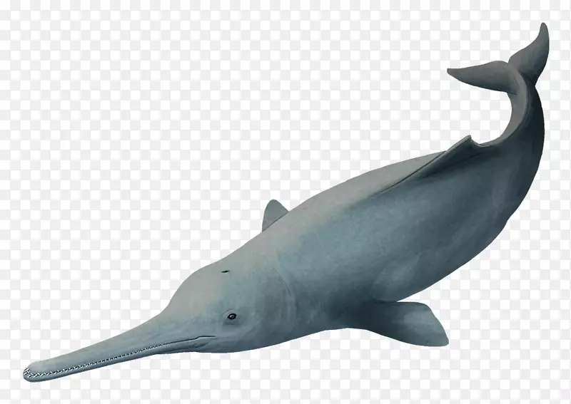 普通宽吻海豚短喙普通海豚粗齿海豚图库溪白嘴海豚60英尺长