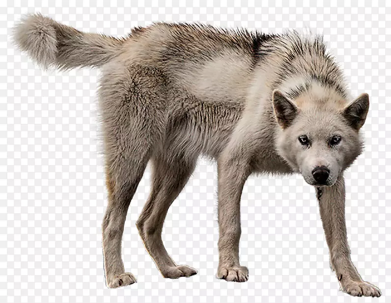 阿拉斯加苔原狼格陵兰狗png网络图像狼狗dd狼斗篷