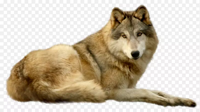 雪橇狼，捷克斯洛伐克狼狗，昆明狼，郊狼，格陵兰狗，布格狼