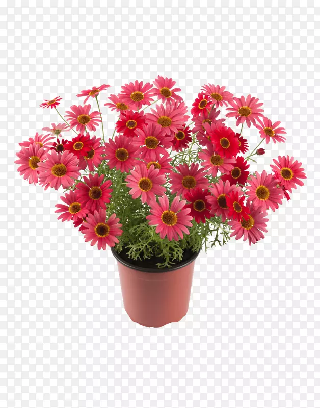 红花菊花玛格丽特雏菊室内植物-菊花