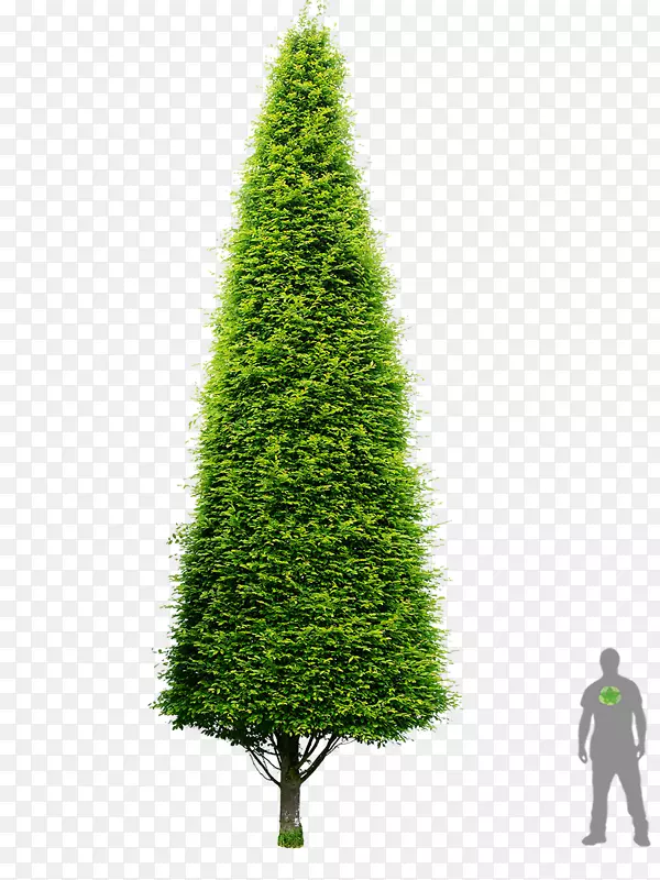 欧洲角梁云杉树,油松打赌。“筋膜”盆景-油松PNG图片素材下载_图片编号6274013-PNG素材网