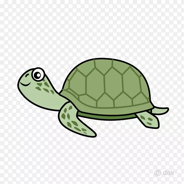 海龟爬行动物图解-海龟