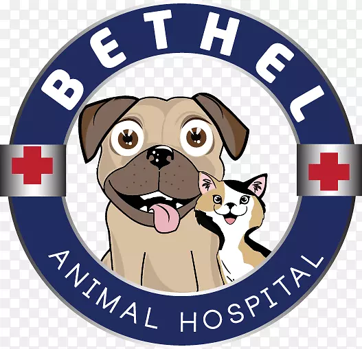 犬种贝瑟尔动物医院拉克尔宠物狗注射疫苗