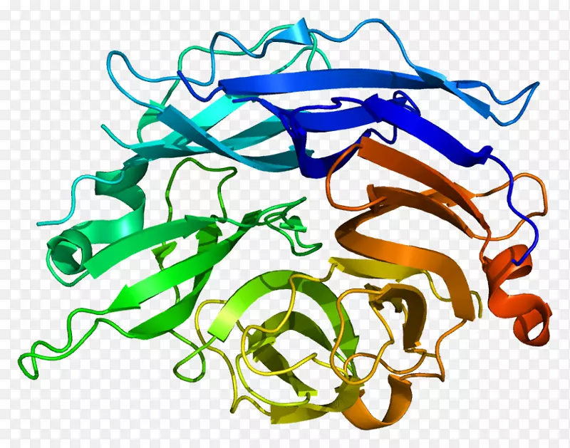 神经氨酸酶蛋白唾液酸基因