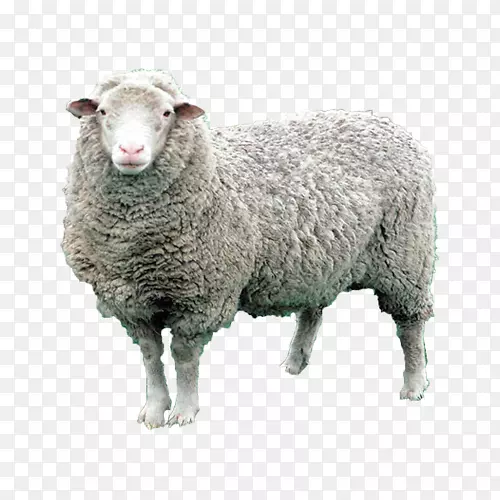 绵羊、家畜、山羊、巴卡工业-公绵羊