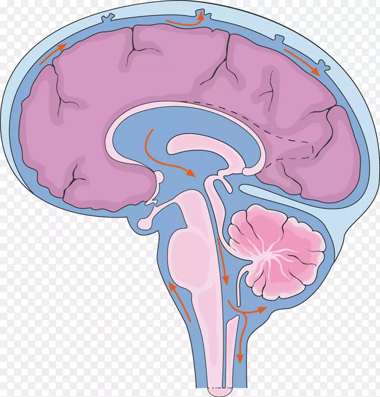 脑中枢神经系统脑脊液脊髓-脑