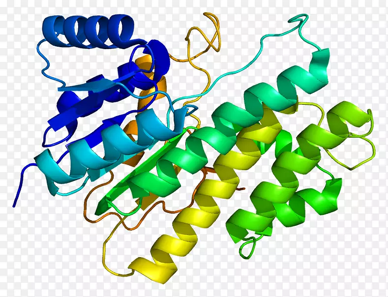 cbr1羰基还原酶蛋白基因