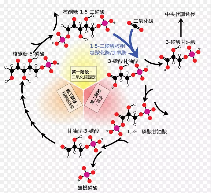 Calvin循环光无关反应固定核酮糖1，5-二磷酸光合作用