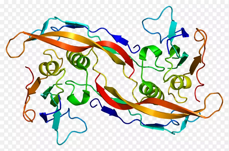 BMPR1A骨形态发生蛋白受体WNT信号通路