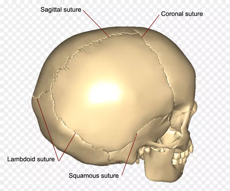 头盖骨冠状缝，鳞状缝，矢状缝，骨-颅骨