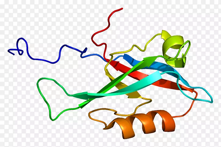 inadl pdz结构域蛋白基因inad-like(果蝇)