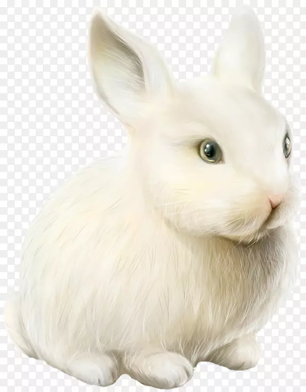 家用兔子复活节兔子png图片-兔子
