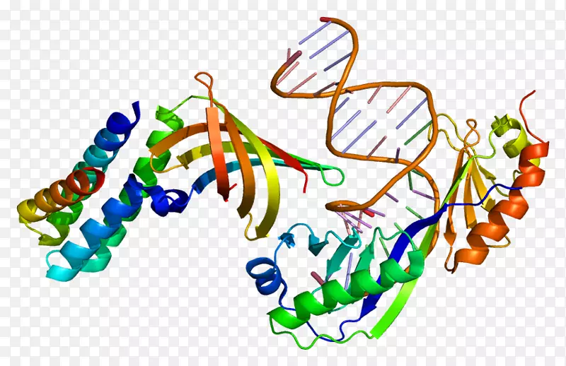 gtf2a1蛋白一般转录因子II a