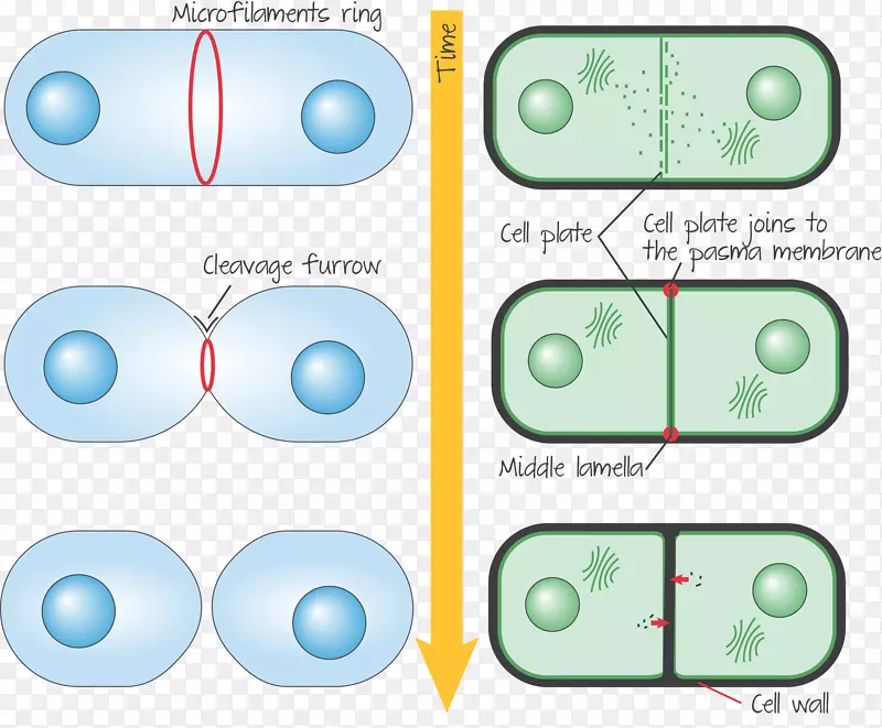 动物细胞、植物细胞末期植物的胞质分裂