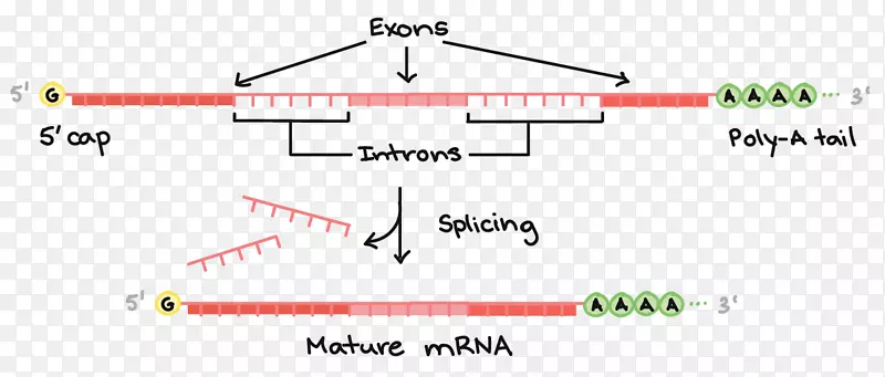mRNA加工：RNA剪接转录翻译的方法和协议