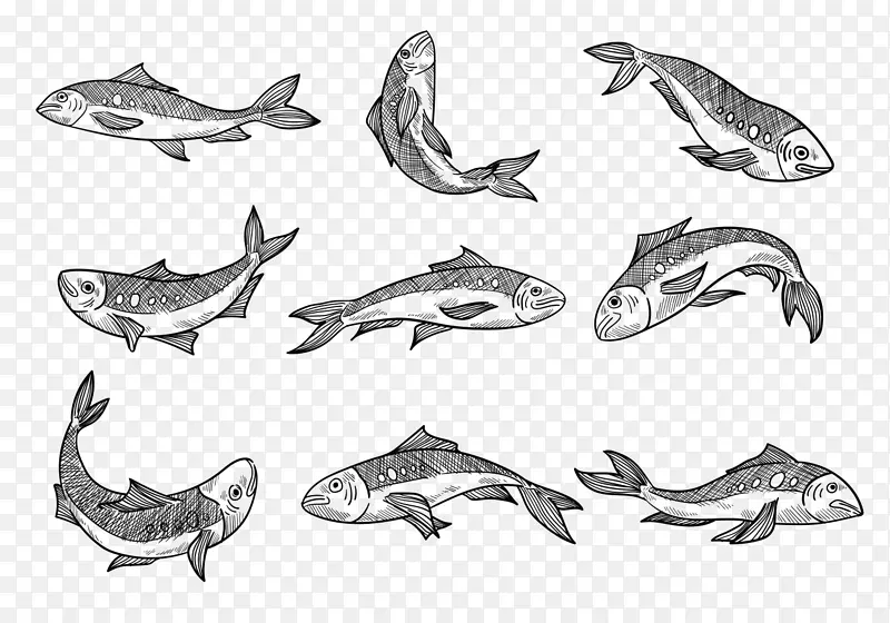 沙丁鱼素描图形.鱼