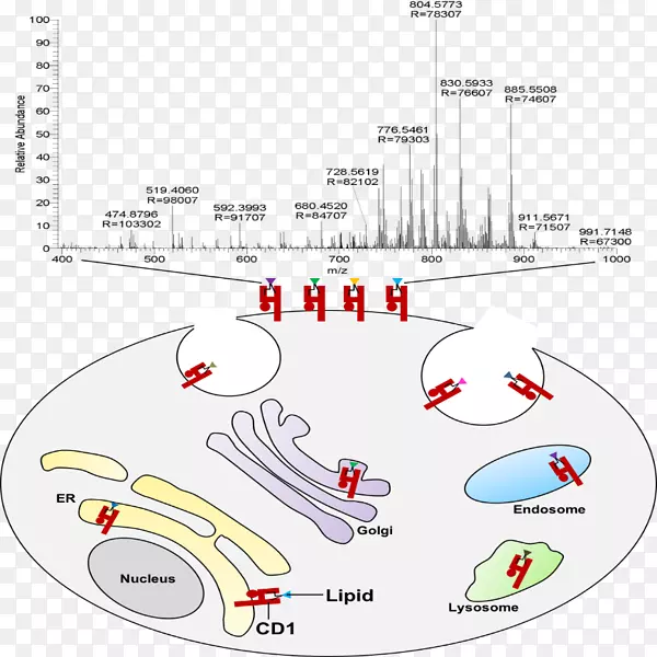 CD1d/m/02csf细胞脂锚定蛋白