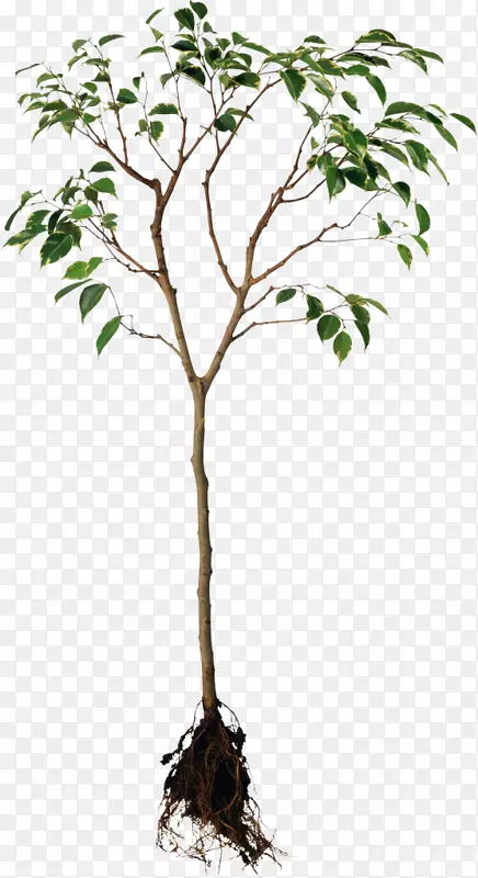 根系统植物树可移植网络图形.植物