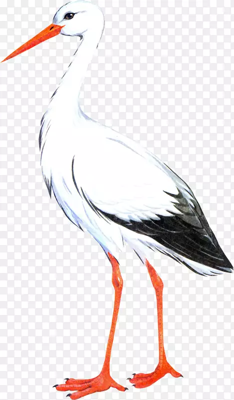 白鹳鸟鹤鹳夹艺术鸟