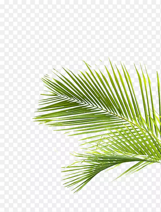 棕榈树，松树，叶草