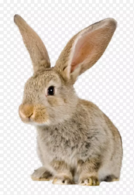 毛毯兔子耳朵复活节兔子扔枕头-兔子