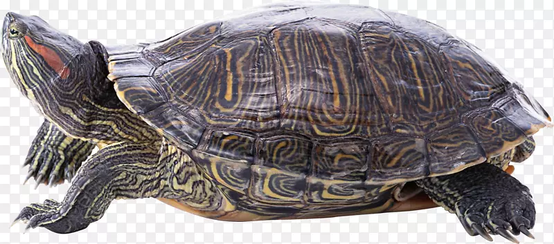 海龟爬行动物png图片图像桌面壁纸-海龟
