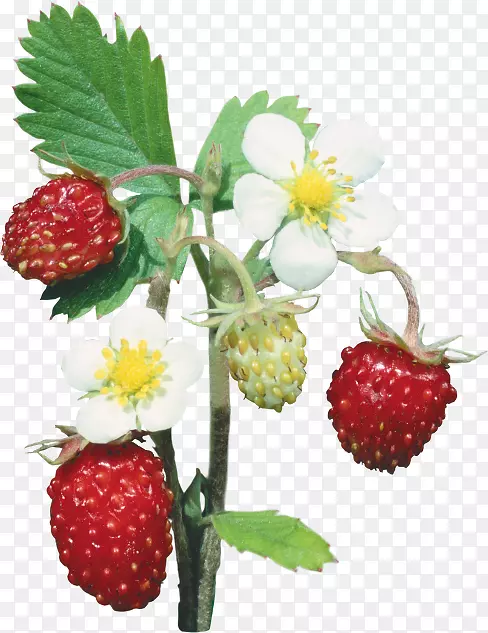 草莓png图片水果浆果图像.草莓