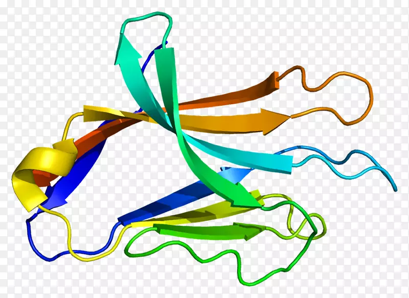 ncr2蛋白基因受体人