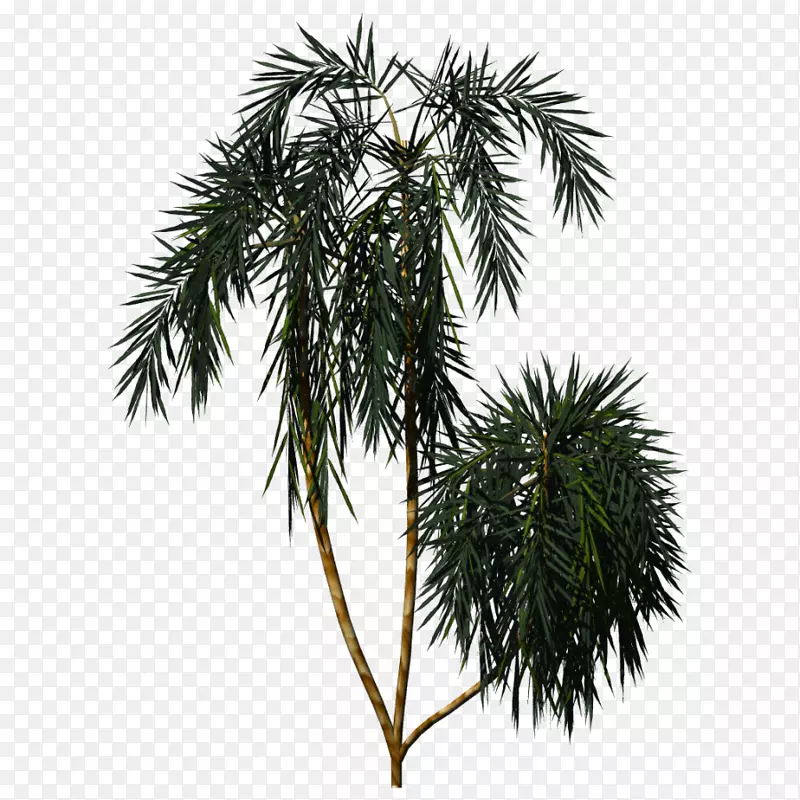 亚洲棕榈图维管植物松树