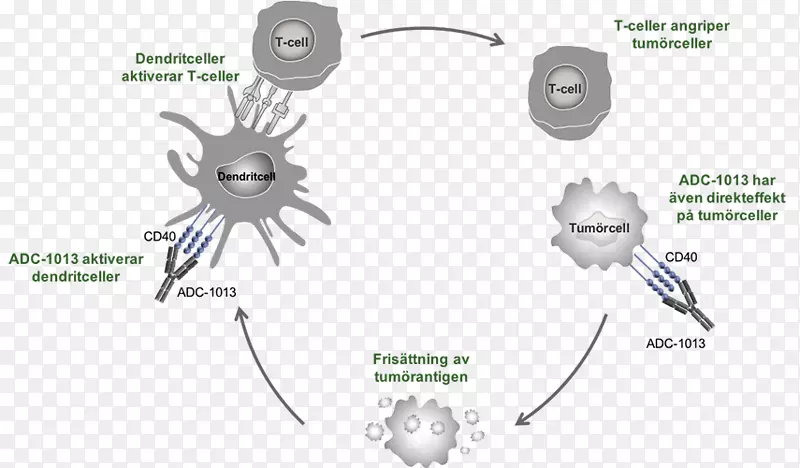抗体树突状细胞免疫系统制药工业t细胞