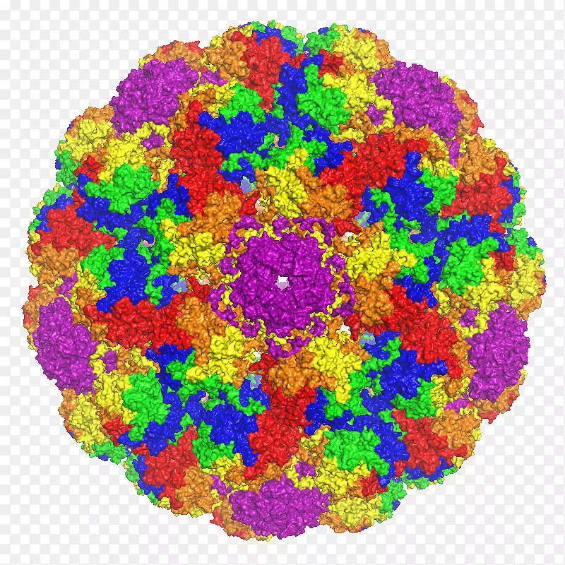 主要衣壳蛋白vp1小鼠多瘤病毒五聚体诺沃克病毒衣壳