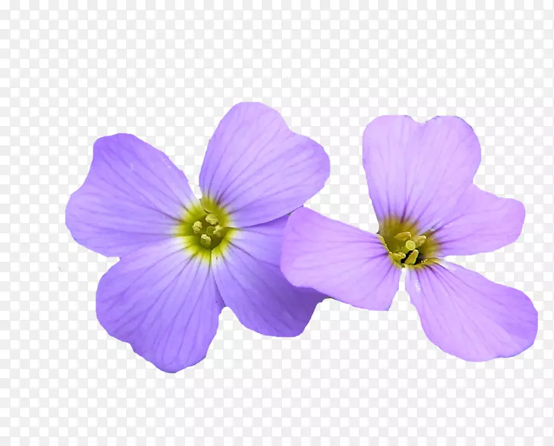 紫草科植物-紫草