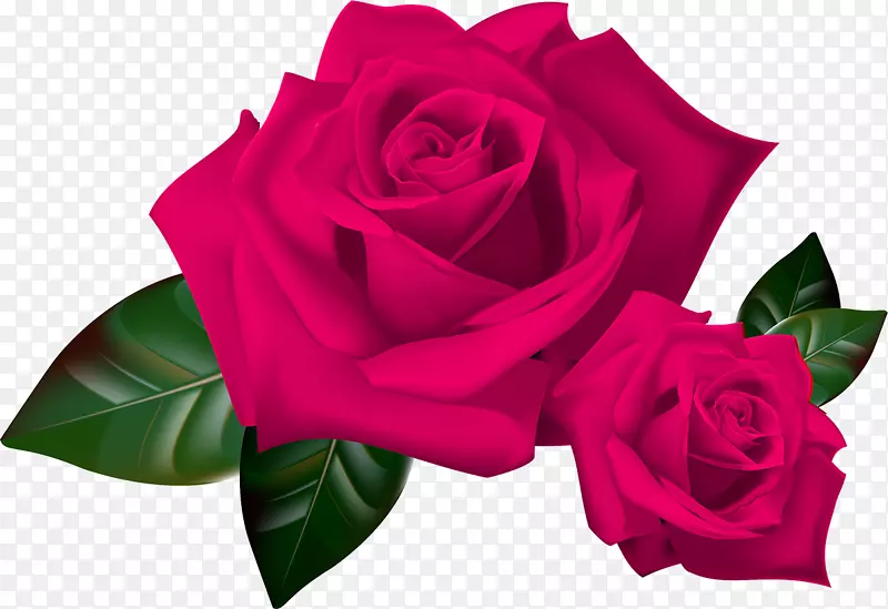 花园玫瑰，剪贴画，png图片，花卉-玫瑰