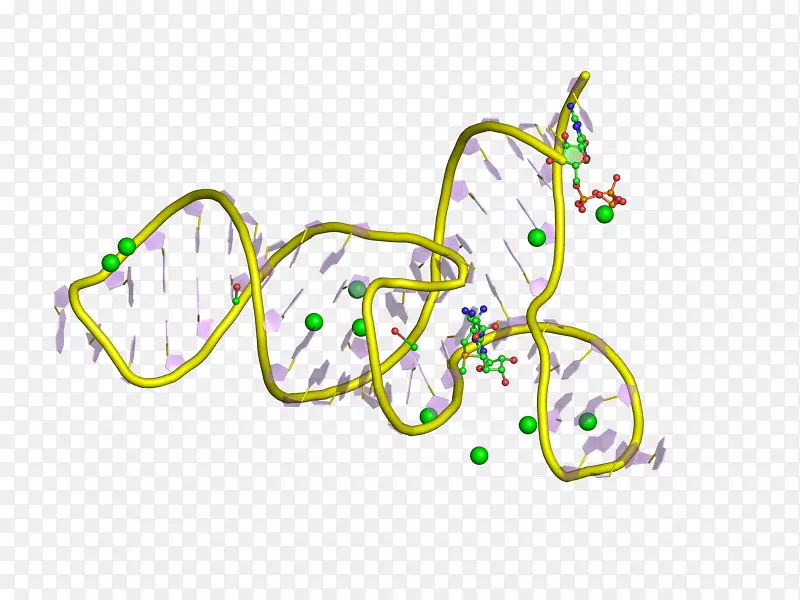 信使RNA核糖体多腺苷化调控序列