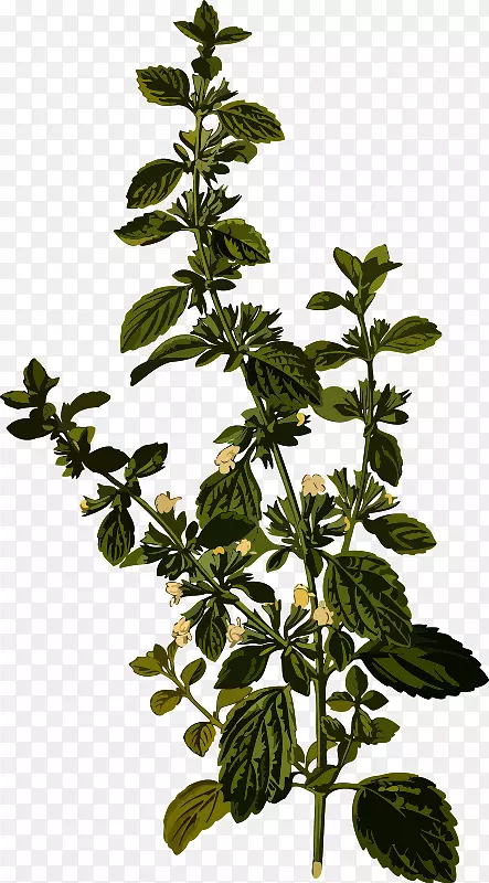 柠檬香脂茶草本植物卡梅尔石水药用植物茶
