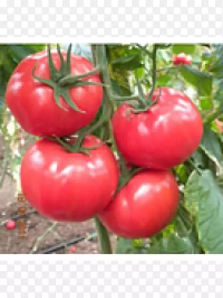 番茄种子(Kod：15)水果价格-番茄