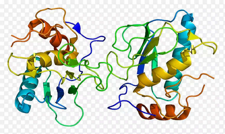 基质金属肽酶13基质金属蛋白酶mmp2il1b