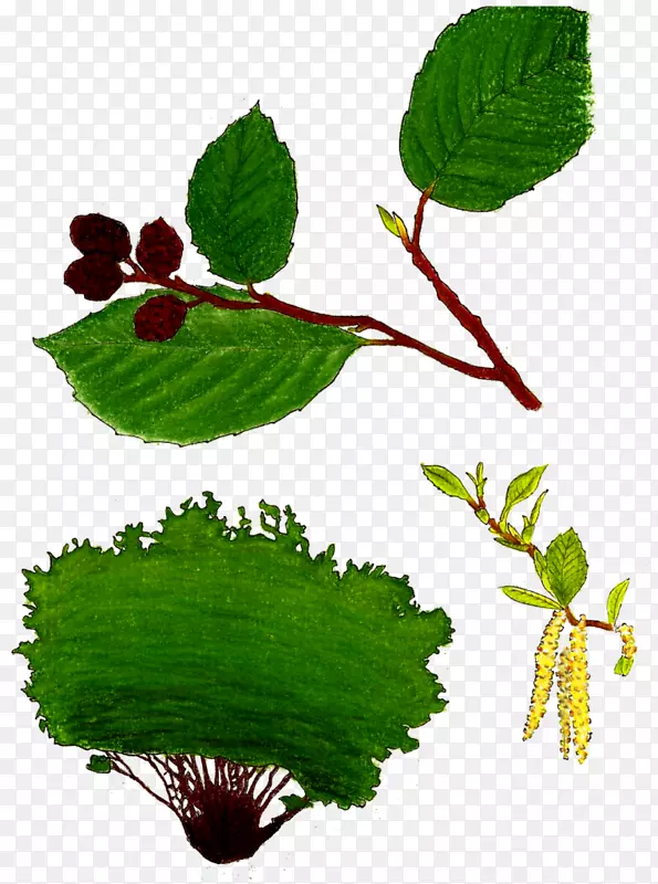 沼泽拉布拉多茶开花植物食品-菱形花alnus rhombifolia