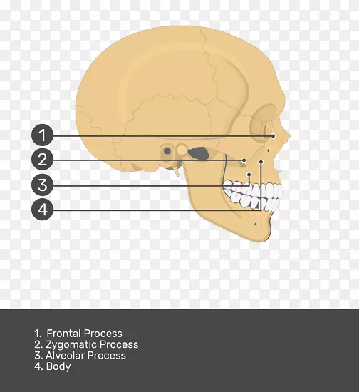 颌骨产品设计角颅骨髁突